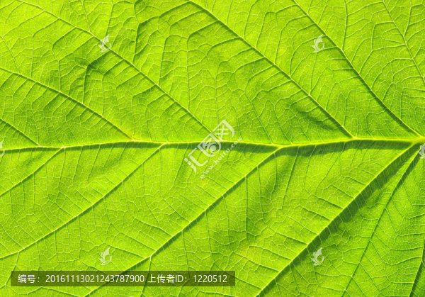 葉的紋理