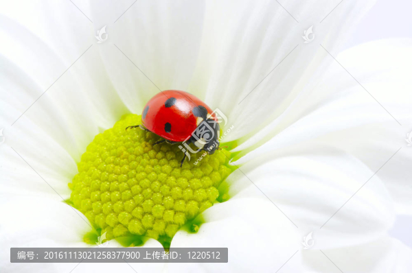 花上的瓢蟲