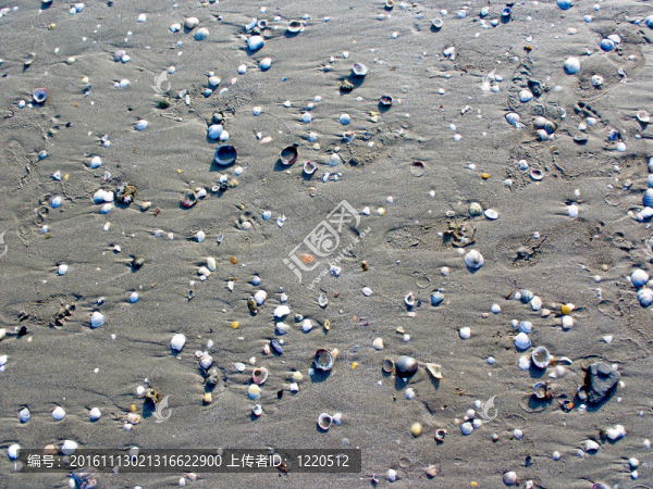 貝殼在海邊
