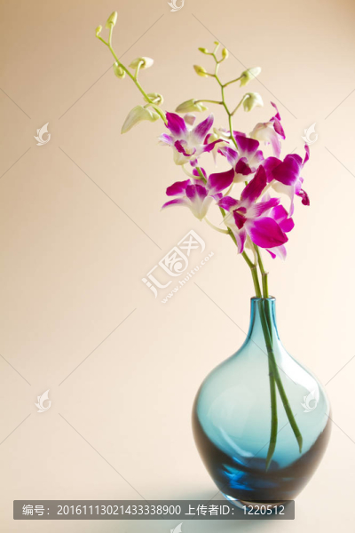 背景藍(lán)花瓶里的蘭花