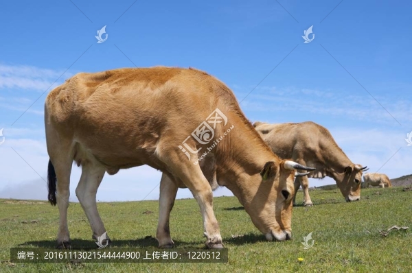 奶牛