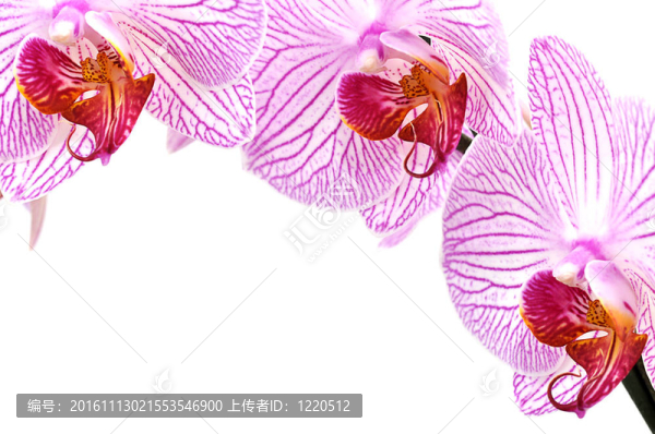粉紅色的蘭花