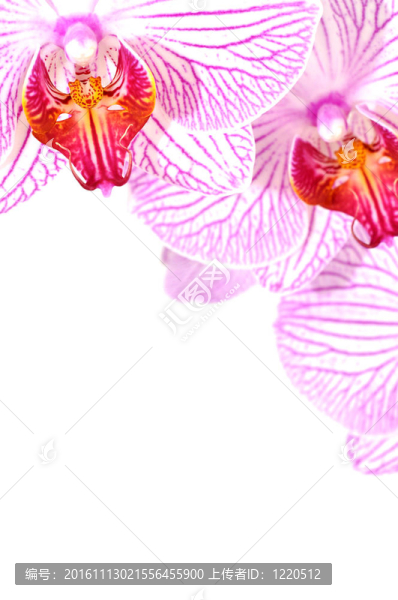 粉紅色的蘭花