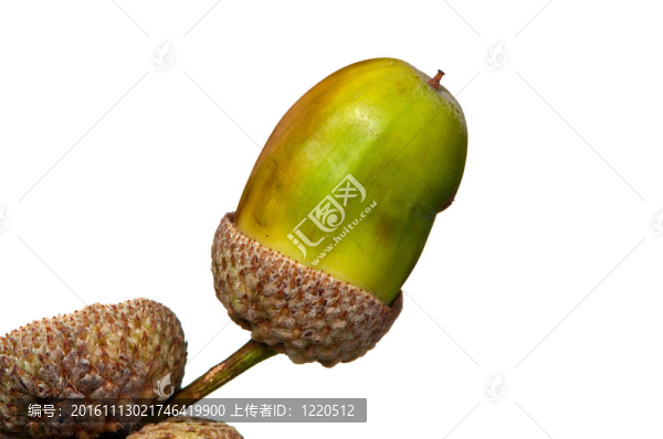 秋天的綠色橡樹