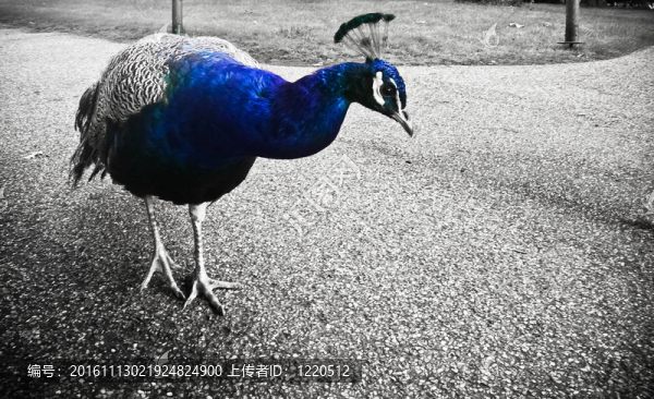 孔雀在B,/,W