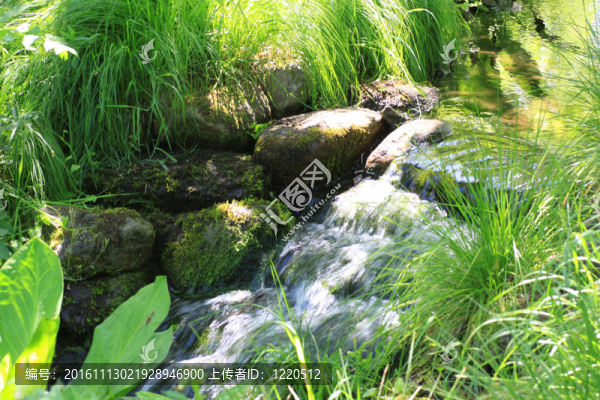 浪漫的小溪環(huán)繞著異國(guó)植物