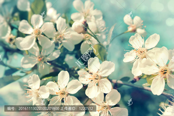 櫻花