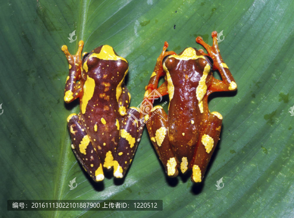 Sarayacu,Treefrog（Dendropsophus,sarayacuensis）