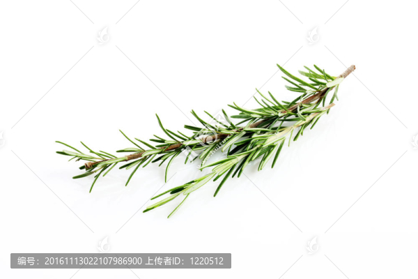 新鮮迷迭香白色分離
