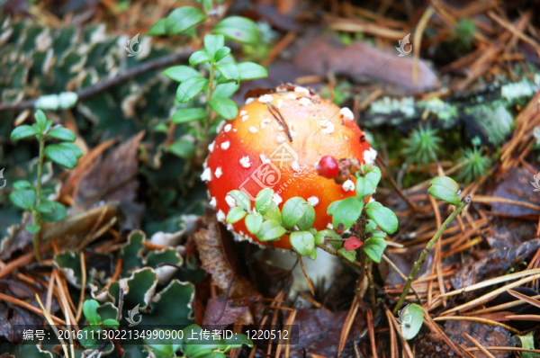 鵝膏菌