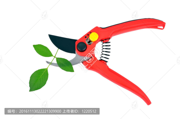 紅色的修枝剪和綠葉；孤立在白色背景