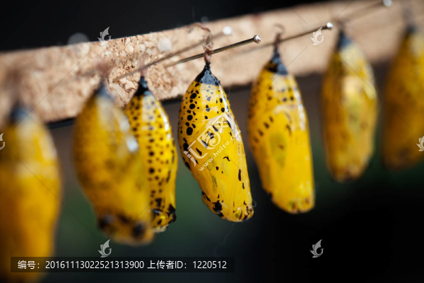 蝴蝶的蛹