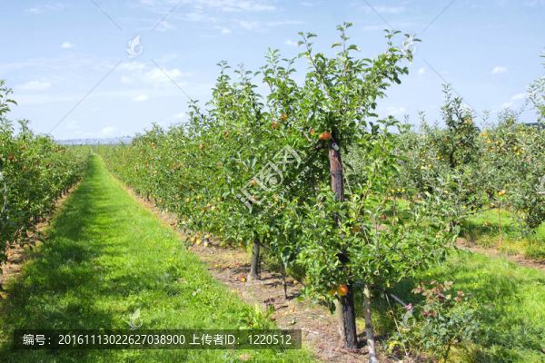 夏天果園里裝著蘋果的蘋果樹