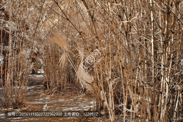 竹林小道