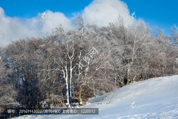 第一次冬季雪和高山山毛櫸森林