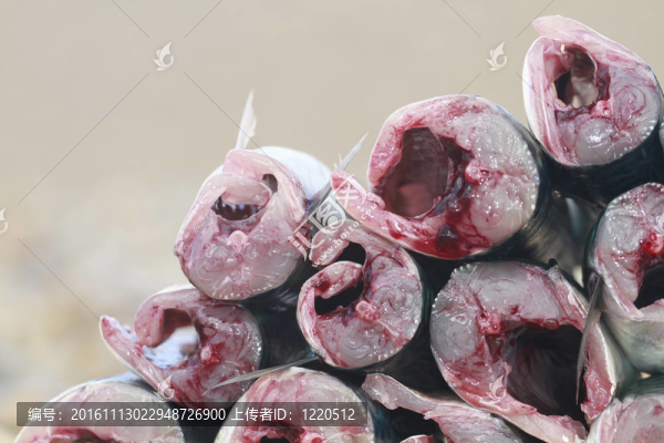 鯖魚