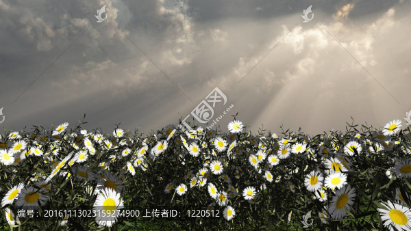 美麗的花朵
