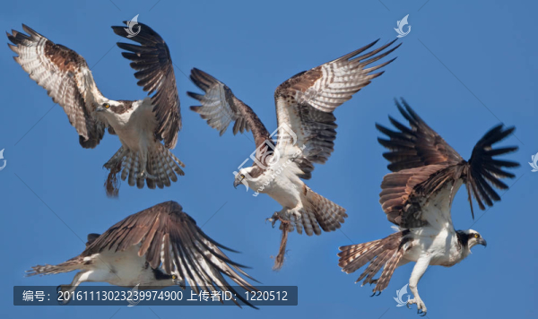 佛羅里達州鳥
