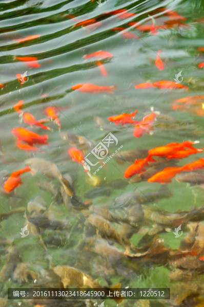 錦鯉
