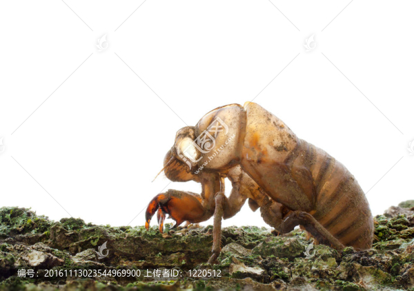 Cicada（蟬）樹上的皮膚