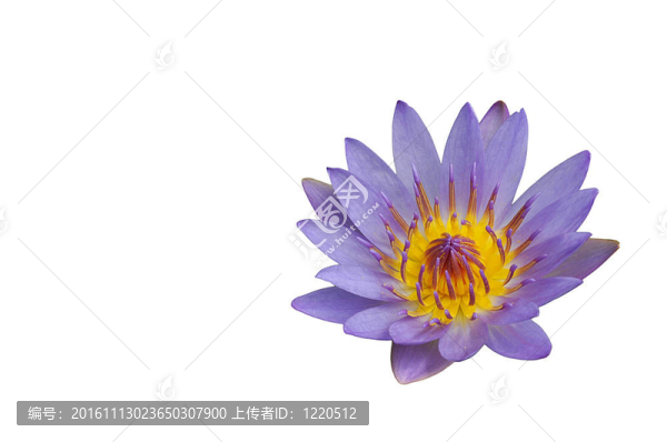 蓮花