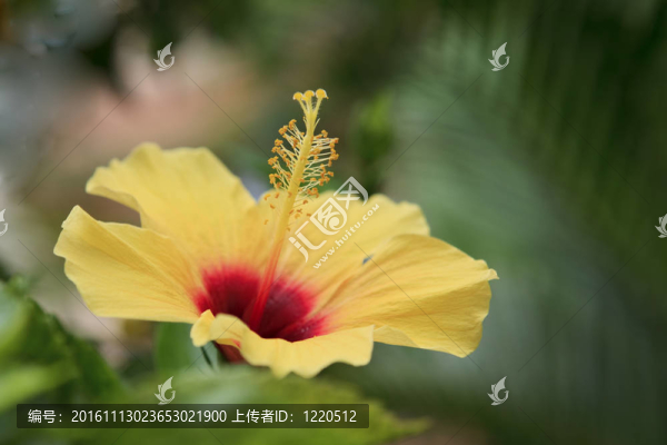 黃色的芙蓉花