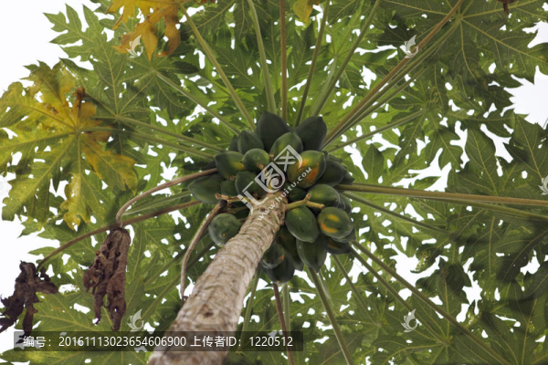 水果木瓜樹(shù)
