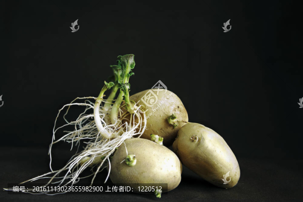 發(fā)芽的馬鈴薯塊莖