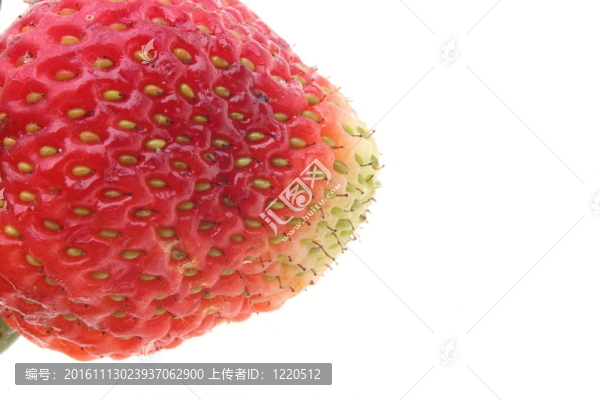 白色背景上的草莓