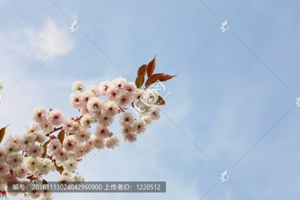 藍色天空中的櫻花