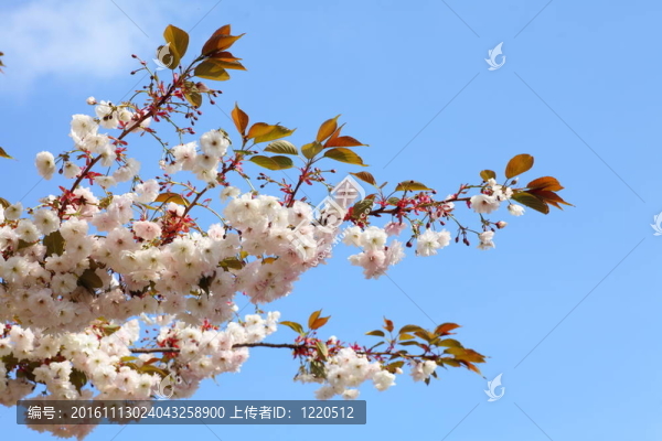 藍(lán)色天空中的櫻花