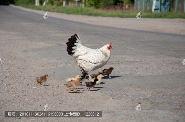 母雞與小雞過(guò)馬路