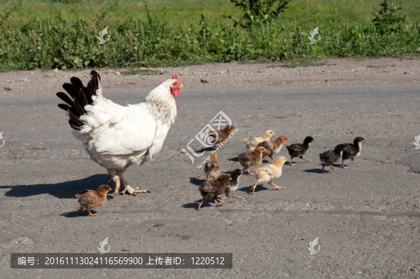 母雞與小雞過馬路