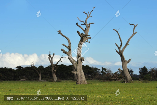 死樹和蒲公英