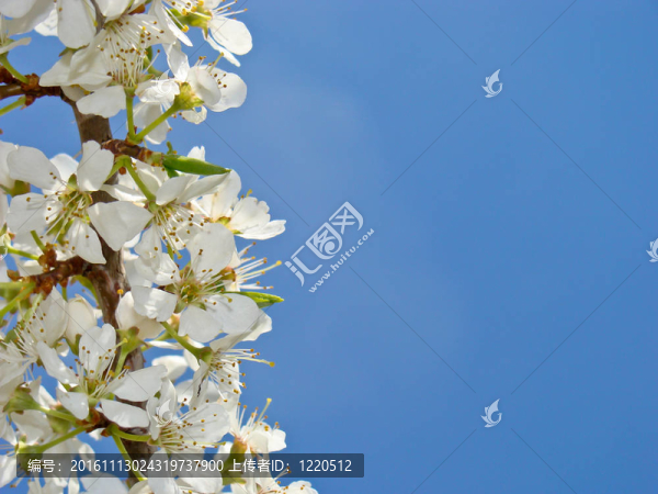 朵朵梅花樹