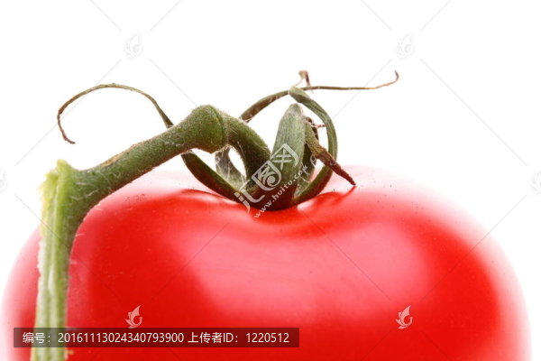 白色背景上的番茄