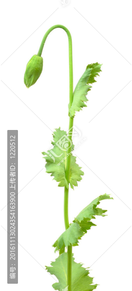 白色背景上的罌粟花蕾