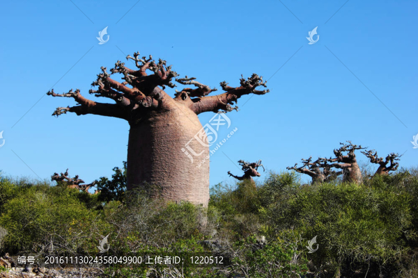 猴面包樹(shù)（Adansonia）在干燥的森林