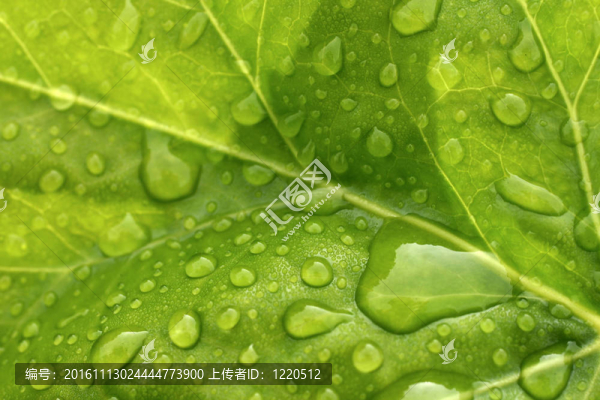 綠色的葉子