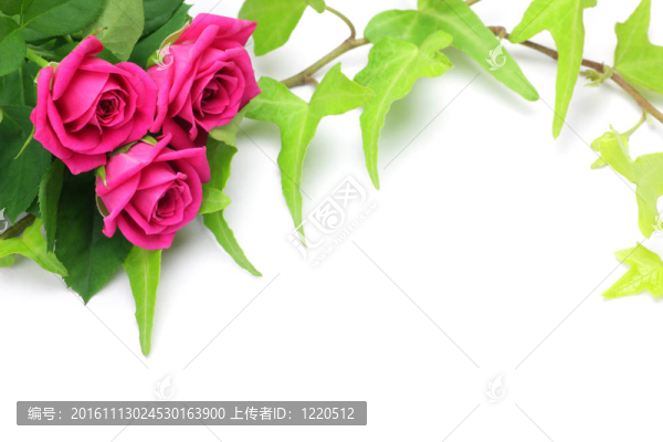 薔薇和常春藤