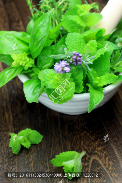 草本植物-匯圖網(wǎng) www.fosd68.com 草本植物