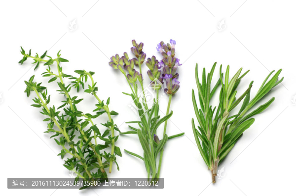 草本植物