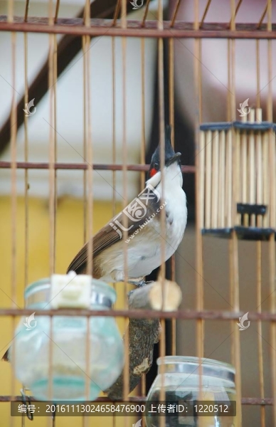 紅翼buulbuul籠