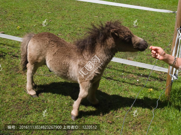 可愛的Pony,horse