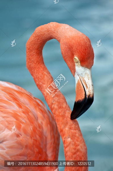 粉紅色的火烈鳥。