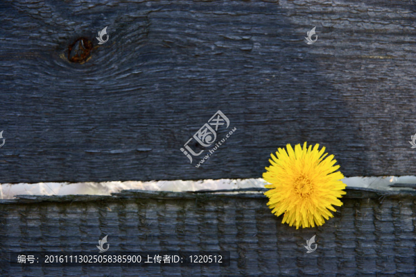 蒲公英