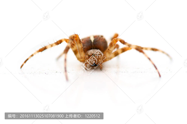 白色背景上的房子蜘蛛