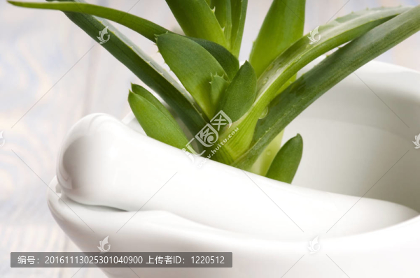 Aloe,vera,-草藥