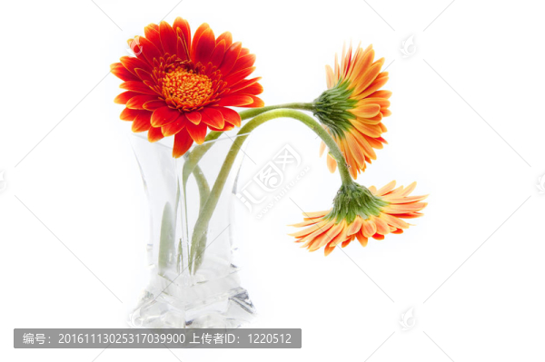 在玻璃花瓶Gerbera,daisy,flower孤立在白色背景