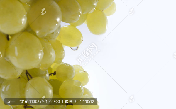 香檳葡萄簇